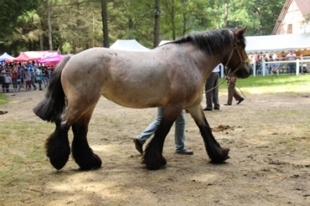 Vous pourez les admirer de très près ! - FETE DU CHEVAL 