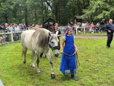 Vous pourez les admirer de très près ! - FETE DU CHEVAL 