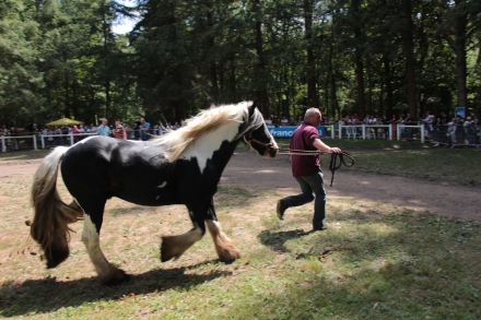 GRAND CONCOURS SUR LES DEUX JOURS - FETE DU CHEVAL 